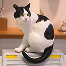 Cats in AKASAKA 2020matsumoto2