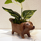 akasakaZOO 2022-taibokugama02